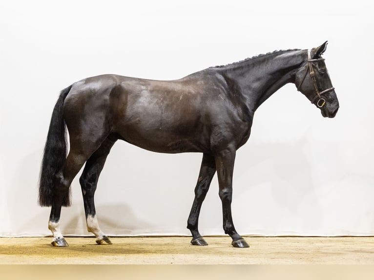 Studbook européen anglo Hongre 5 Ans 174 cm Bai brun in Waddinxveen