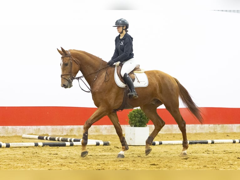 Studbook européen anglo Hongre 5 Ans 178 cm  in Waddinxveen