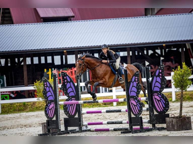 Studbook européen anglo Hongre 6 Ans 162 cm Bai in Trze&#x15B;ni&#xF3;w