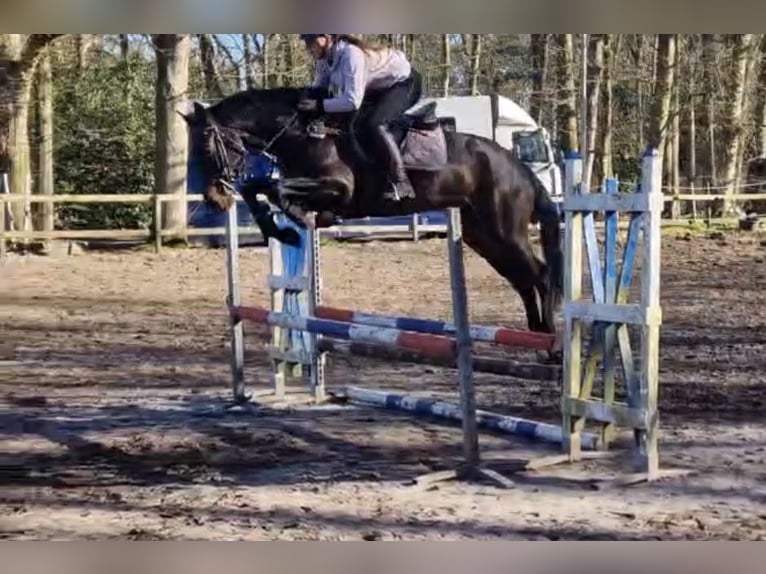 Studbook européen anglo Hongre 6 Ans 165 cm Bai brun in Oud Gastel