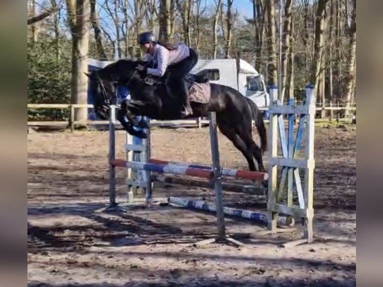 Studbook européen anglo Hongre 6 Ans 165 cm Bai brun in Oud Gastel