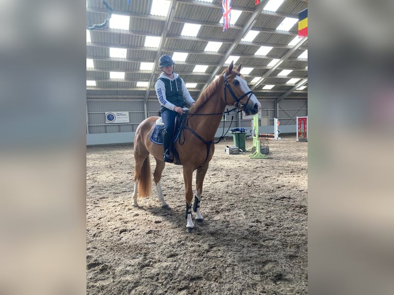 Studbook européen anglo Hongre 6 Ans 166 cm Alezan in Stokkum