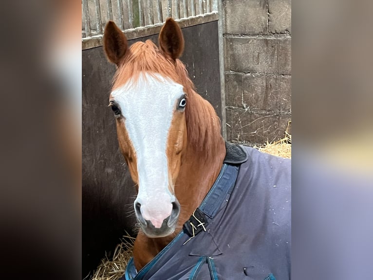 Studbook européen anglo Hongre 6 Ans 166 cm Alezan in Stokkum