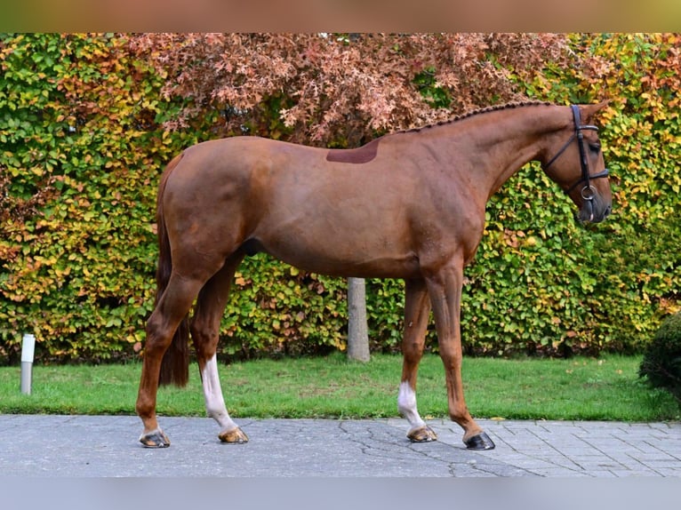 Studbook européen anglo Hongre 6 Ans 168 cm Alezan in Landensberg