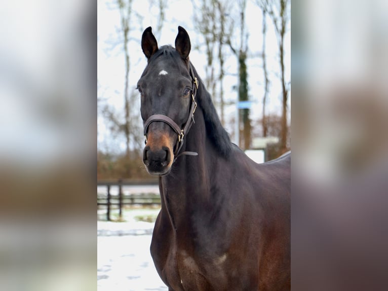 Studbook européen anglo Hongre 6 Ans 168 cm Bai brun in Ciofliceni