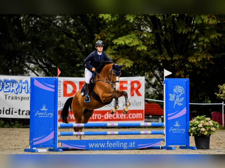 Studbook européen anglo Hongre 6 Ans 170 cm Bai in Schlins