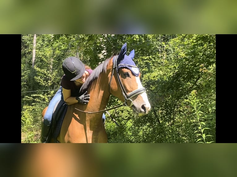 Studbook européen anglo Hongre 6 Ans 170 cm Bai in Schlins