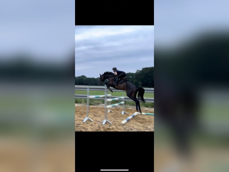 Studbook européen anglo Hongre 6 Ans 170 cm Bai in krawcowizna