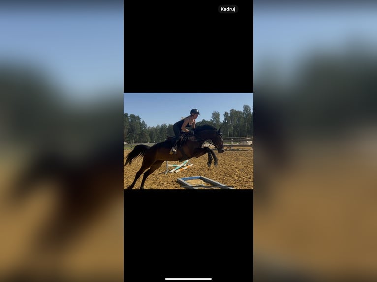 Studbook européen anglo Hongre 6 Ans 170 cm Bai in krawcowizna