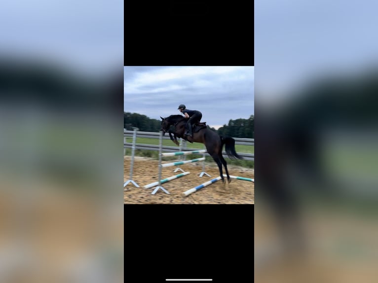 Studbook européen anglo Hongre 6 Ans 170 cm Bai in krawcowizna