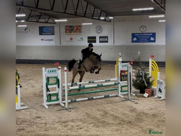 Studbook européen anglo Hongre 6 Ans 175 cm Bai in Norberg