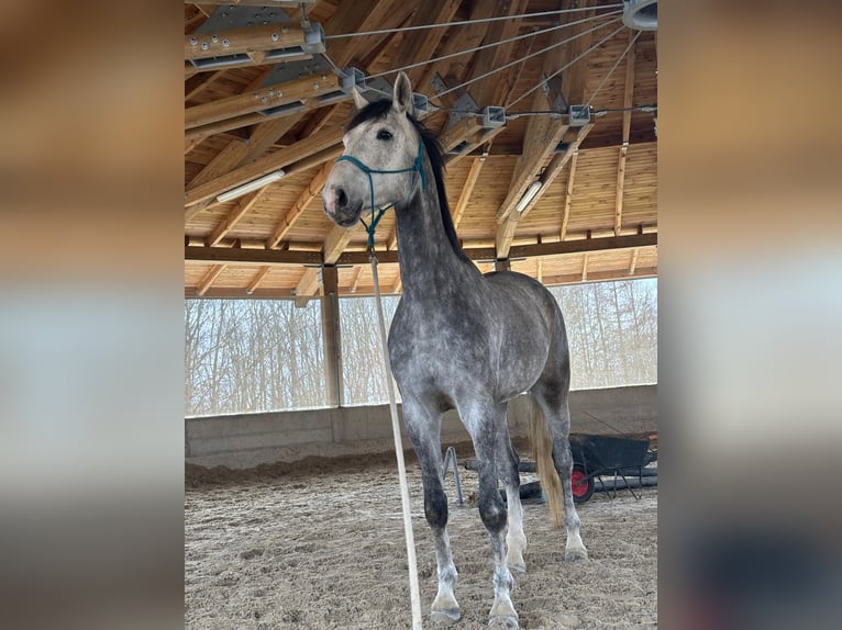 Studbook européen anglo Hongre 6 Ans 175 cm Gris in Masłowice Tuchomskie