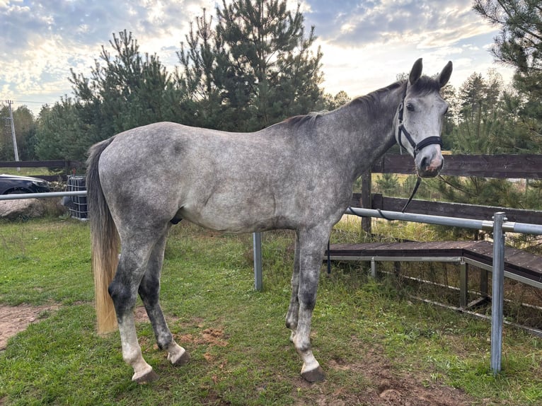 Studbook européen anglo Hongre 6 Ans 175 cm Gris in Masłowice Tuchomskie