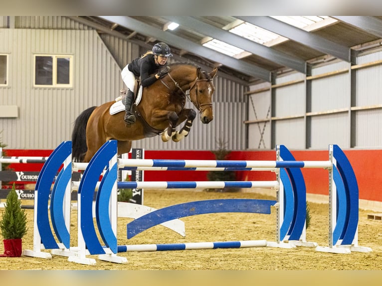 Studbook européen anglo Hongre 7 Ans 162 cm Bai in Waddinxveen