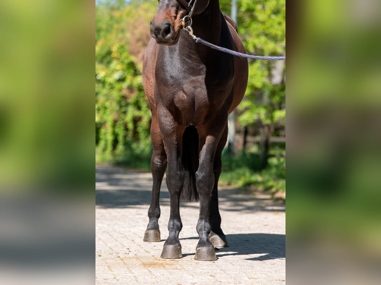 Studbook européen anglo Hongre 7 Ans 166 cm Bai in Grote-Brogel