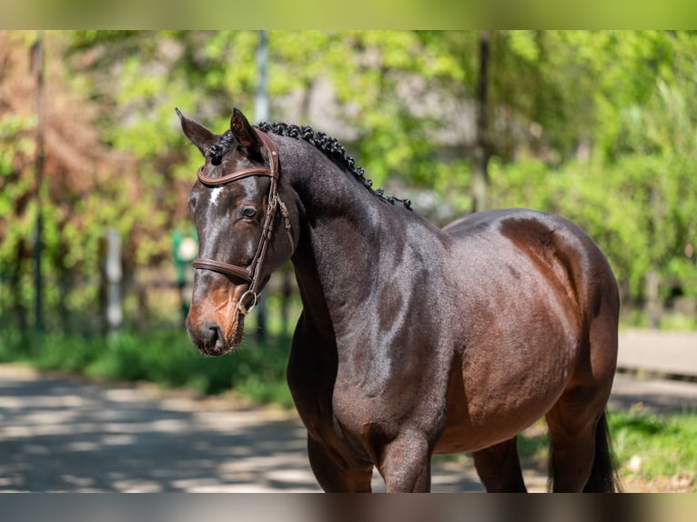 Studbook européen anglo Hongre 7 Ans 166 cm Bai in Grote-Brogel