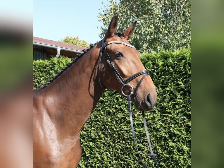 Studbook européen anglo Hongre 7 Ans 167 cm Bai in Ennigerloh