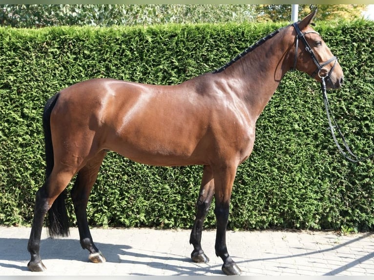 Studbook européen anglo Hongre 7 Ans 167 cm Bai in Ennigerloh