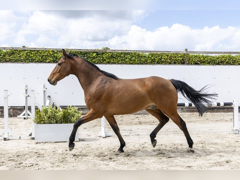 Studbook européen anglo Hongre 7 Ans 167 cm Bai in Waddinxveen