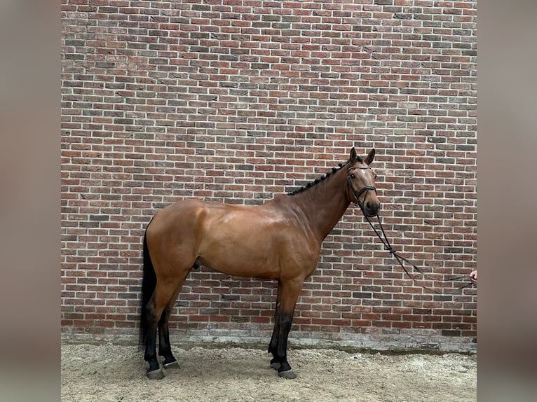 Studbook européen anglo Hongre 7 Ans 170 cm Bai in Grote-Brogel