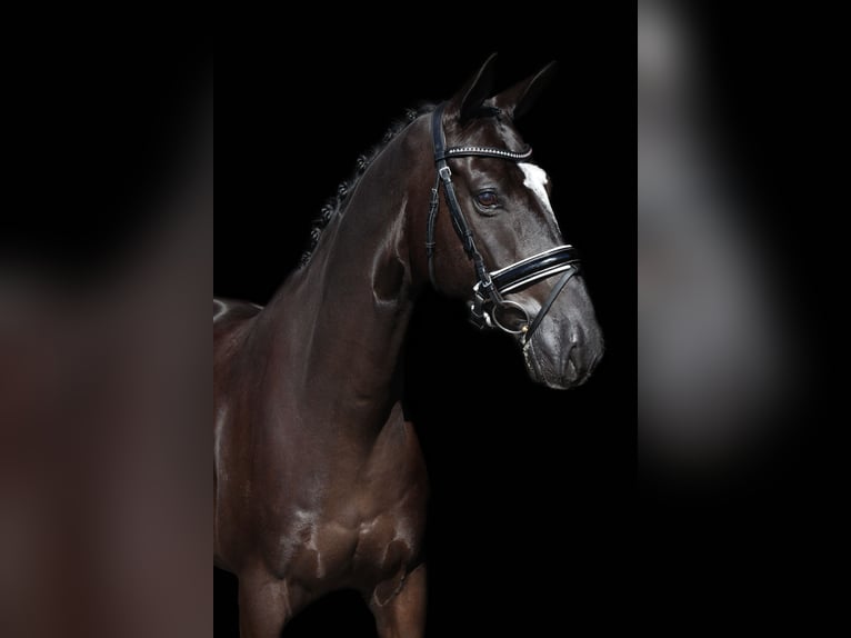 Studbook européen anglo Hongre 7 Ans 172 cm Noir in Mol