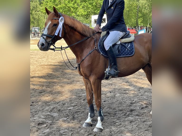 Studbook européen anglo Hongre 7 Ans 178 cm Alezan in Schneverdingen