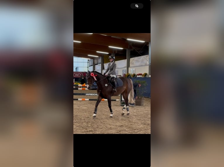 Studbook européen anglo Hongre 8 Ans 161 cm Alezan brûlé in Grevenbroich