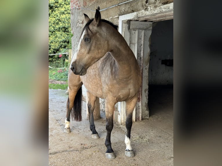 Studbook européen anglo Hongre 8 Ans 165 cm Buckskin in St. Andrä