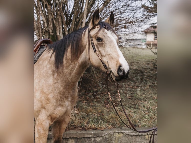 Studbook européen anglo Hongre 8 Ans 165 cm Buckskin in St. Andrä