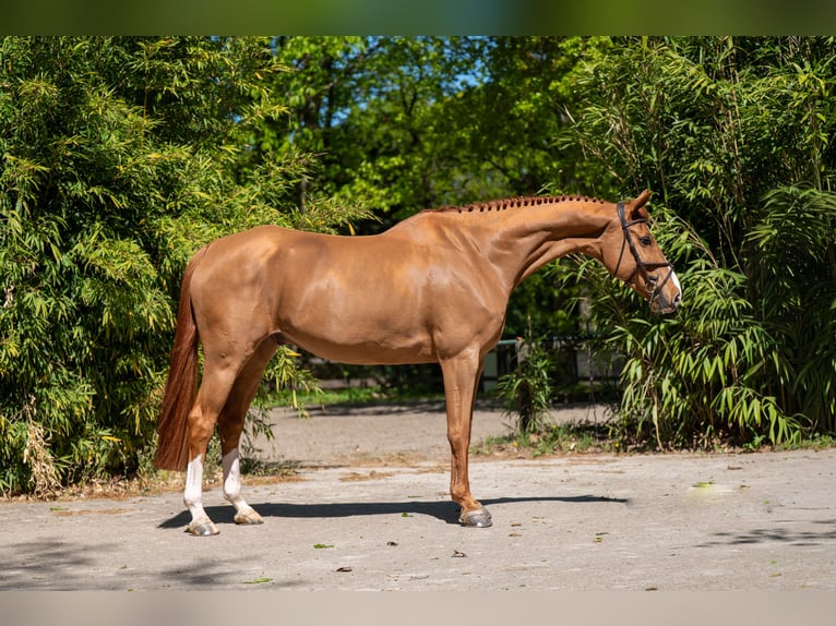Studbook européen anglo Hongre 8 Ans 167 cm Alezan in Grote-Brogel