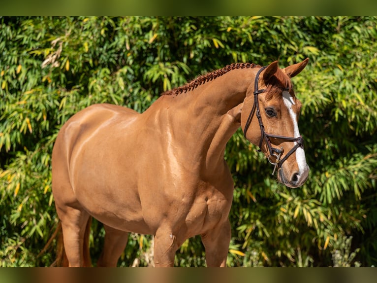 Studbook européen anglo Hongre 8 Ans 167 cm Alezan in Grote-Brogel