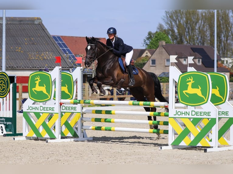 Studbook européen anglo Hongre 8 Ans 167 cm Noir in Brecht