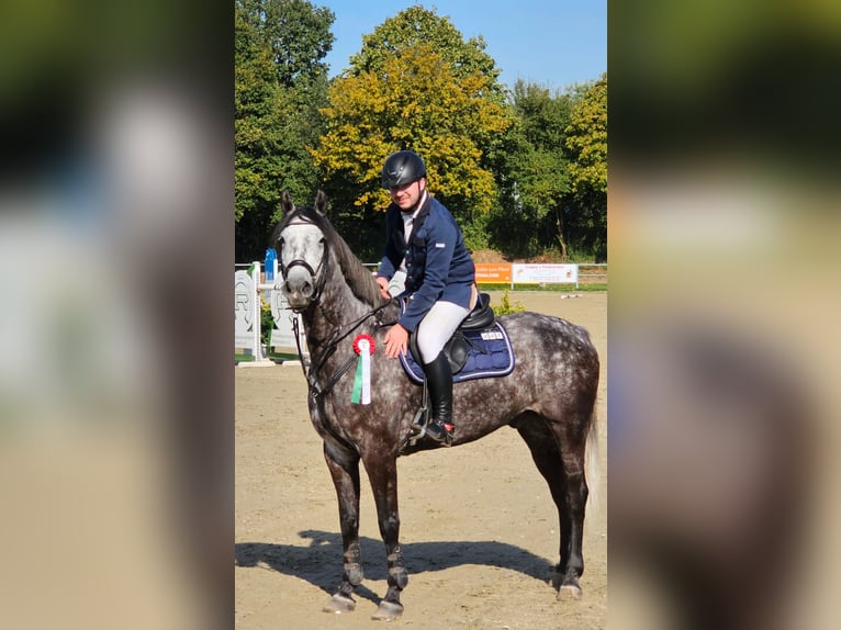 Studbook européen anglo Hongre 9 Ans 166 cm Gris pommelé in Düsseldorf
