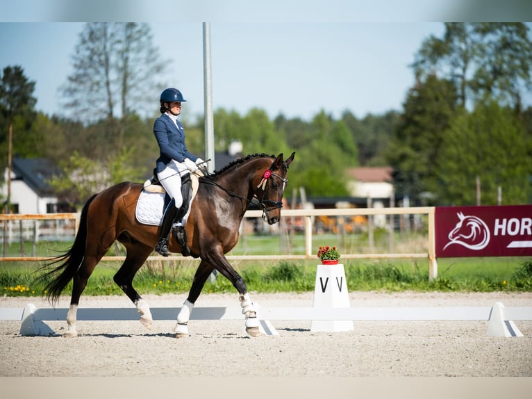 Studbook européen anglo Hongre 9 Ans 172 cm Bai in Koluszki