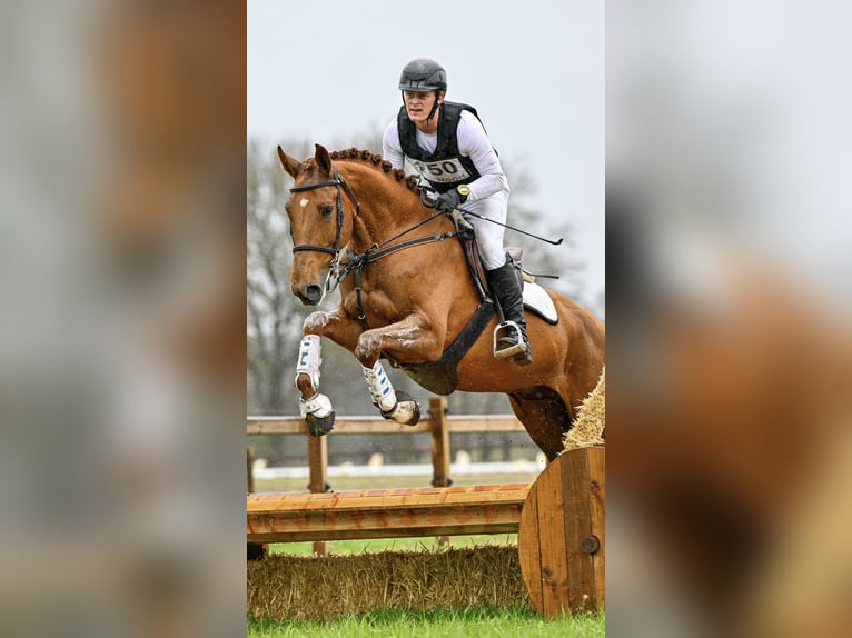 Studbook européen anglo Hongre 9 Ans 173 cm Alezan in Tilburg