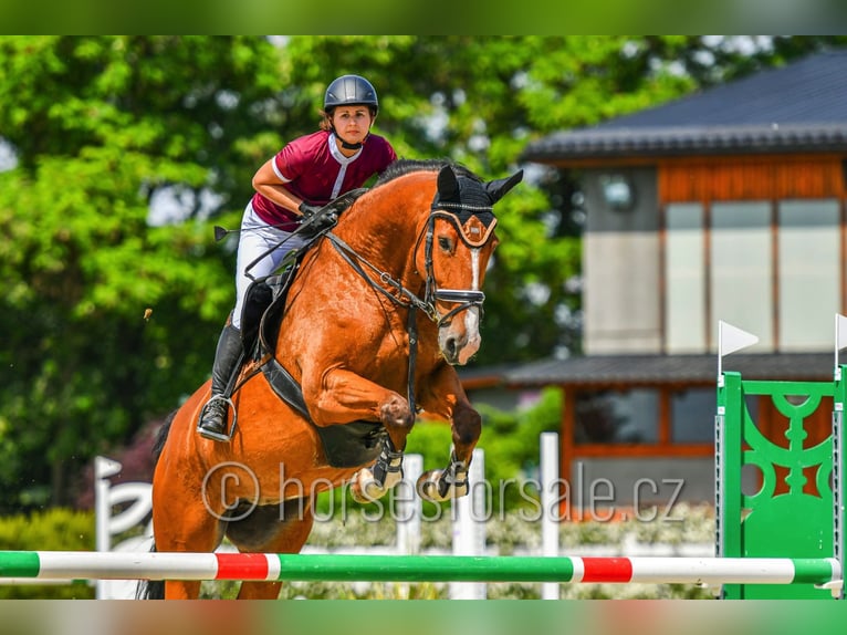 Studbook européen anglo Jument 10 Ans 173 cm Bai in Trutnov