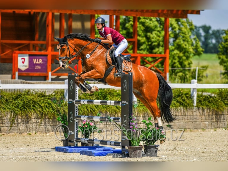 Studbook européen anglo Jument 10 Ans 173 cm Bai in Trutnov