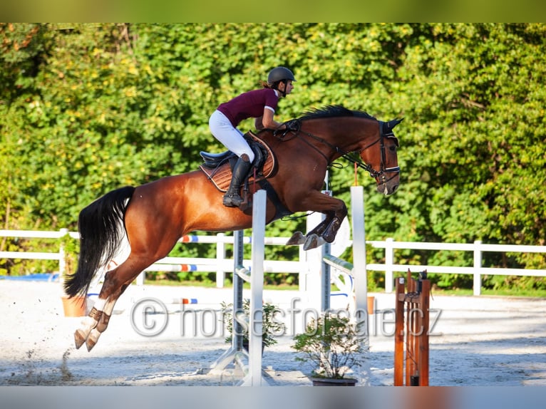 Studbook européen anglo Jument 10 Ans 173 cm Bai in Trutnov