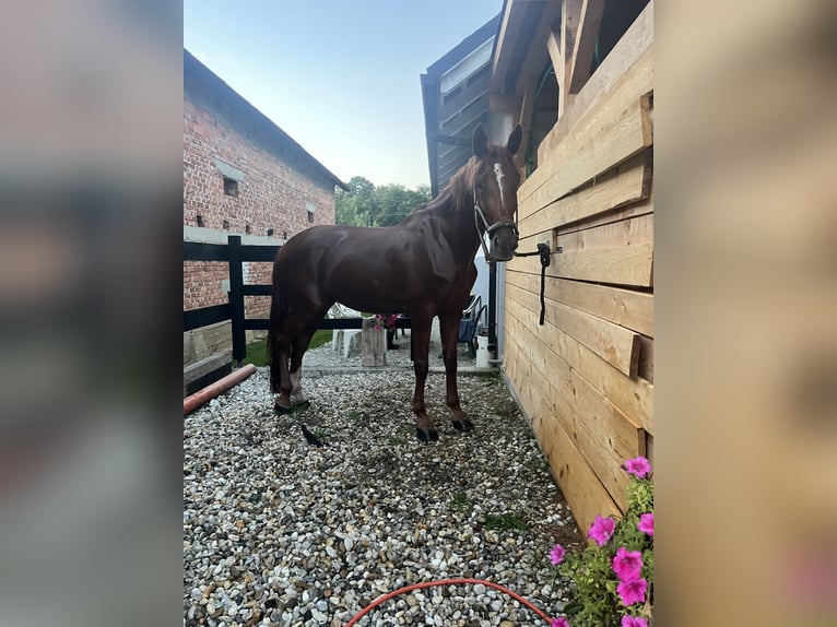 Studbook européen anglo Jument 10 Ans 175 cm Alezan brûlé in Murska Sobota