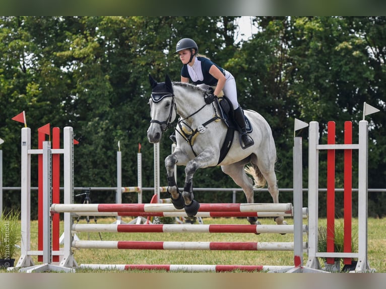 Studbook européen anglo Jument 10 Ans 178 cm Gris pommelé in Groß-Umstadt