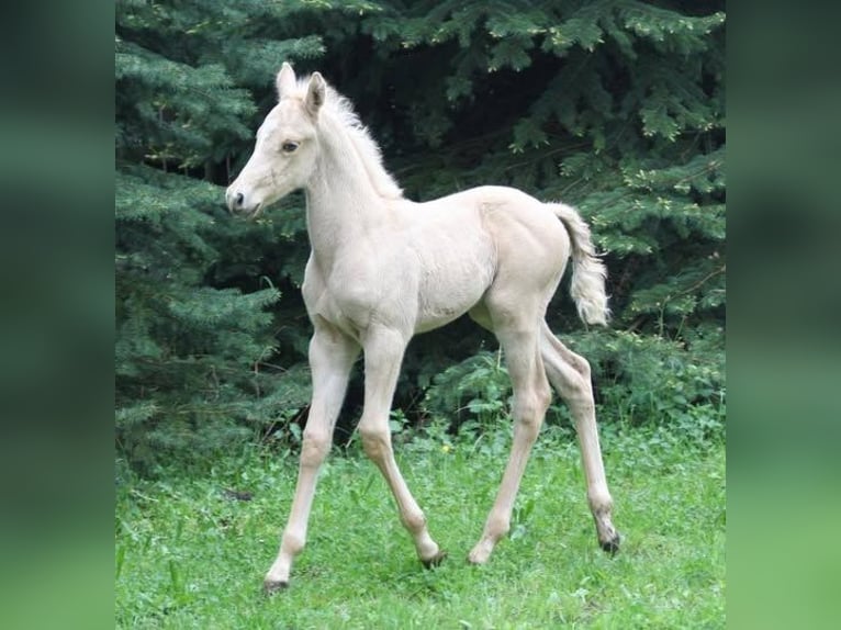 Studbook européen anglo Jument 11 Ans 156 cm Dunalino in Beaumont-Pied-de-Buf