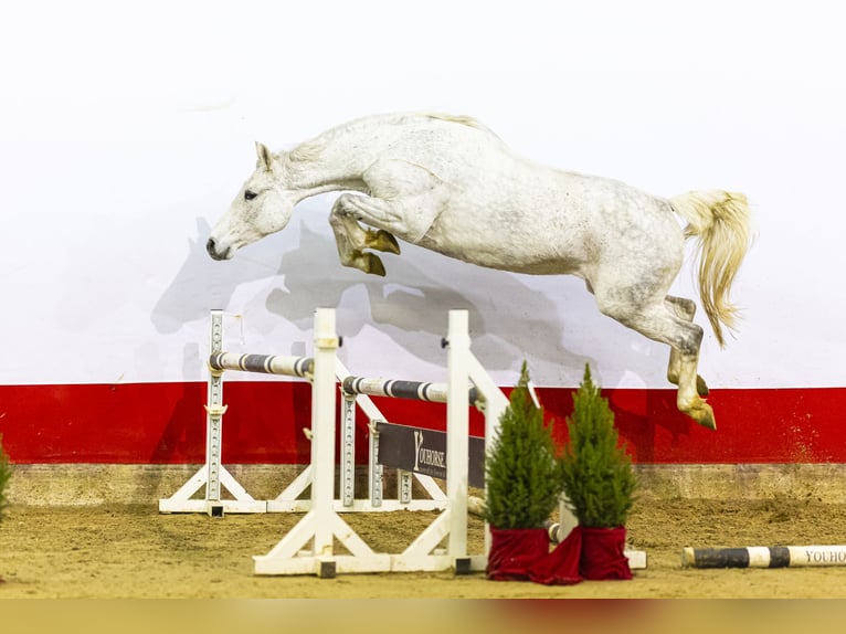 Studbook européen anglo Jument 11 Ans 167 cm Gris in Waddinxveen