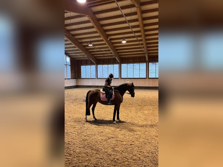 Studbook européen anglo Jument 13 Ans 166 cm Bai in Serfaus