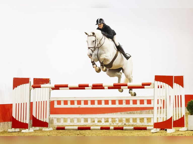 Studbook européen anglo Jument 14 Ans 175 cm Gris in Waddinxveen