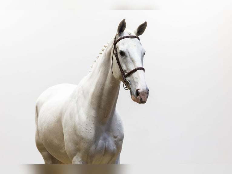 Studbook européen anglo Jument 14 Ans 175 cm Gris in Waddinxveen