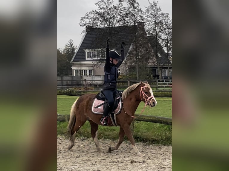 Studbook européen anglo Jument 15 Ans 120 cm Alezan cuivré in HarkemaH