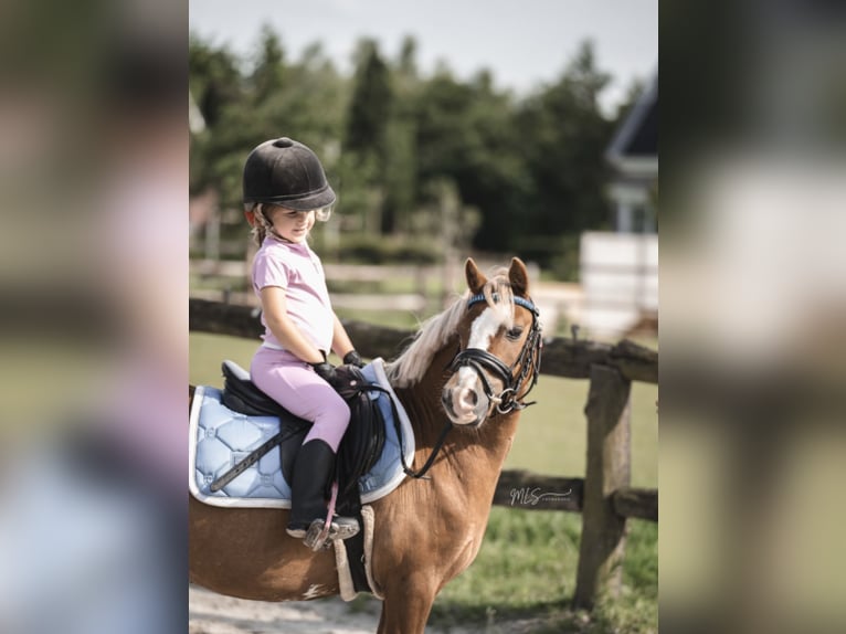 Studbook européen anglo Jument 15 Ans 120 cm Alezan cuivré in HarkemaH