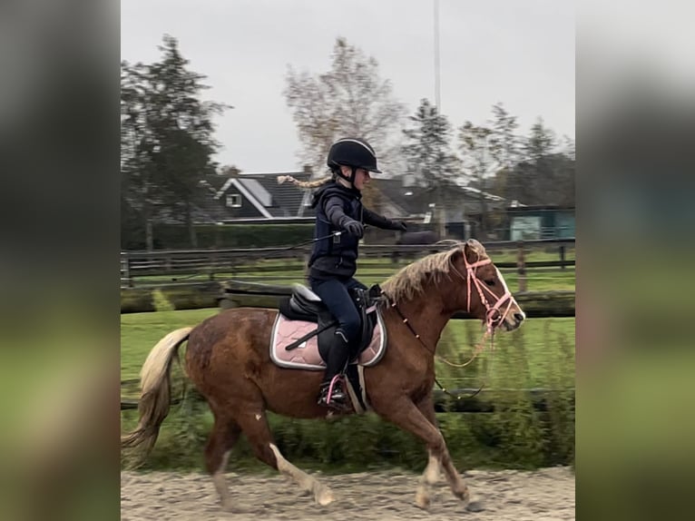 Studbook européen anglo Jument 15 Ans 120 cm Alezan cuivré in HarkemaH