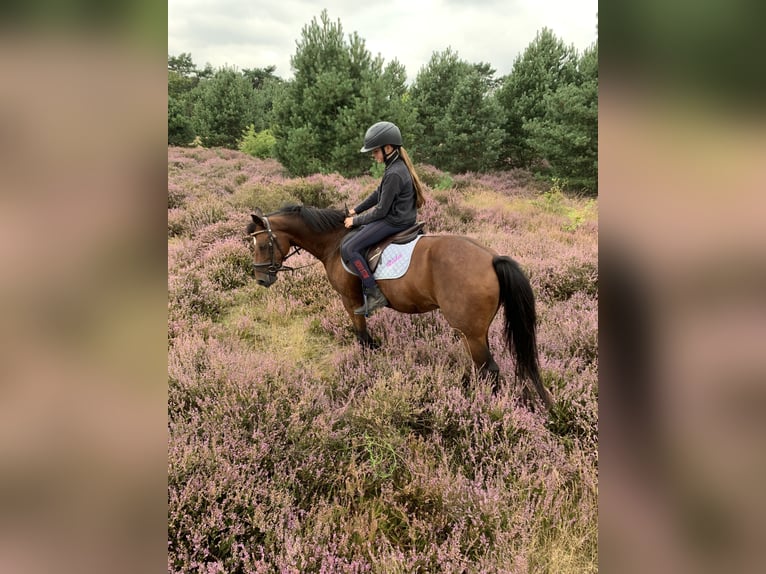 Studbook européen anglo Jument 17 Ans 137 cm Bai in Olen