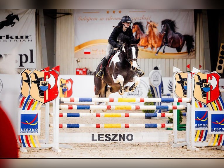 Studbook européen anglo Jument 18 Ans 170 cm Léopard in Nowodwór